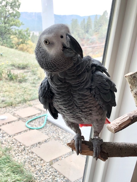 African Grey