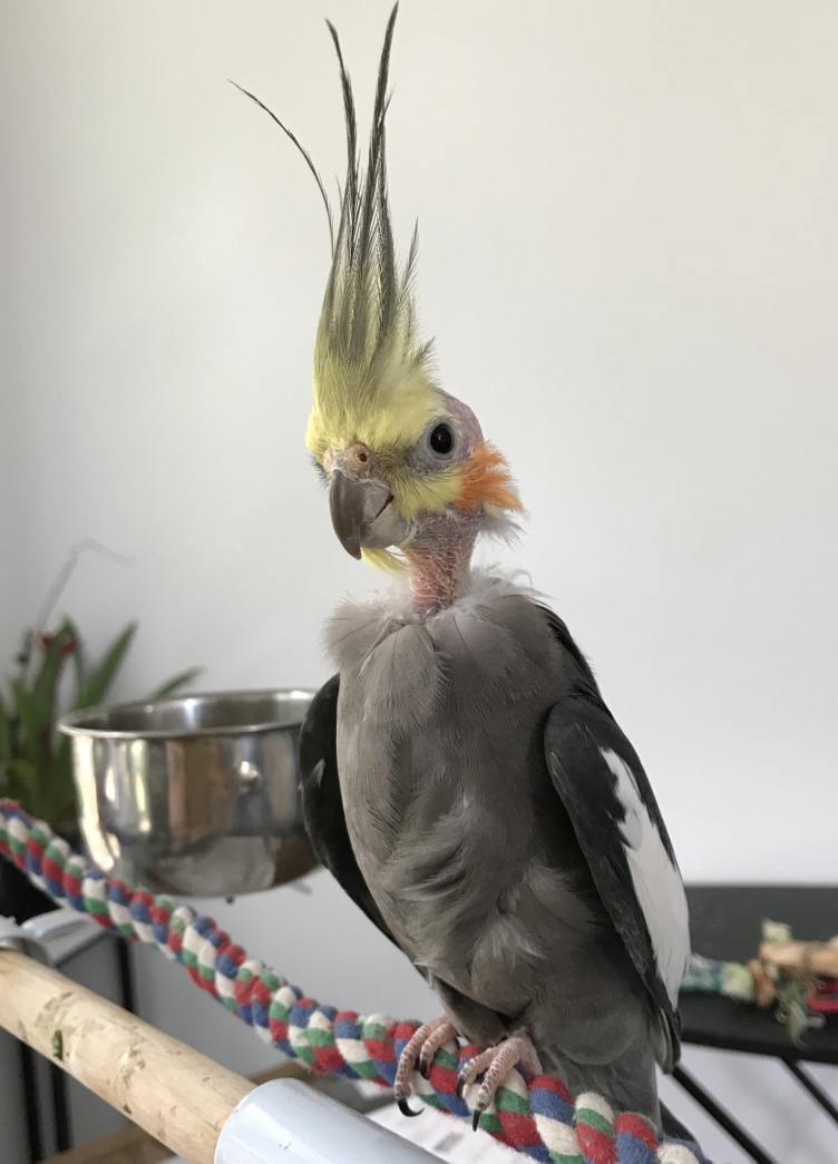 Cockatiel