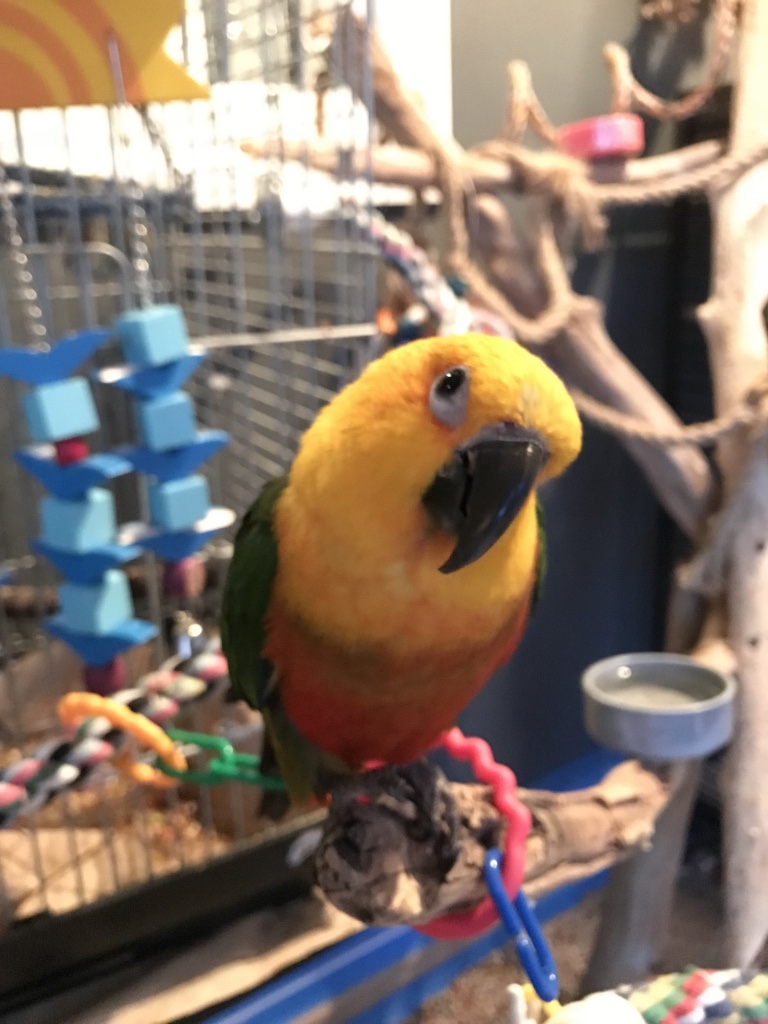 Jenday Conure