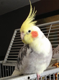 Cockatiel