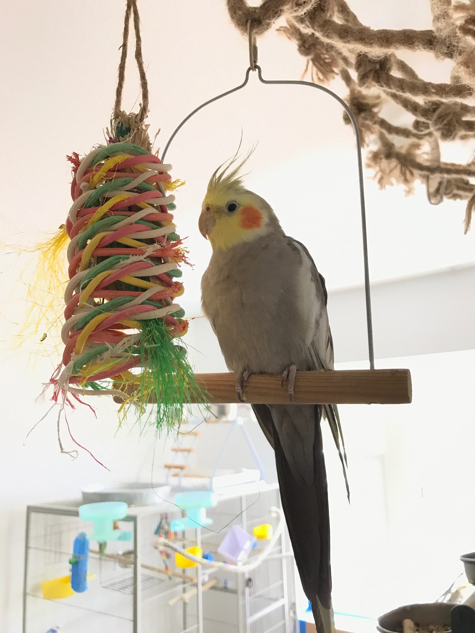 Cockatiel