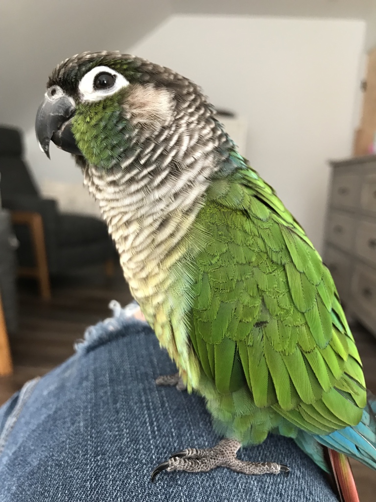 Green Cheek Conure