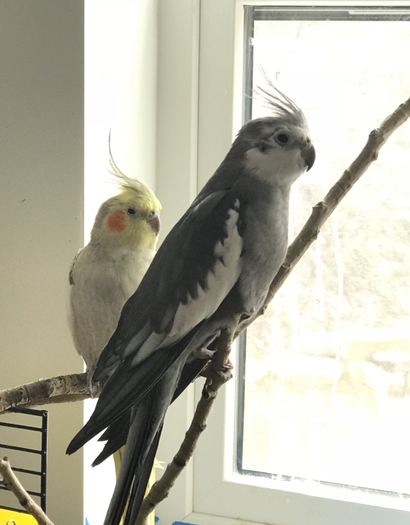 Cockatiel