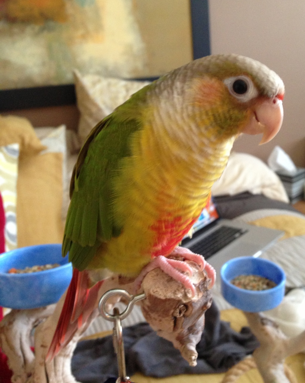 Pineapple Green Cheek Conure