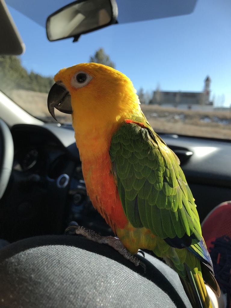 Jenday Conure