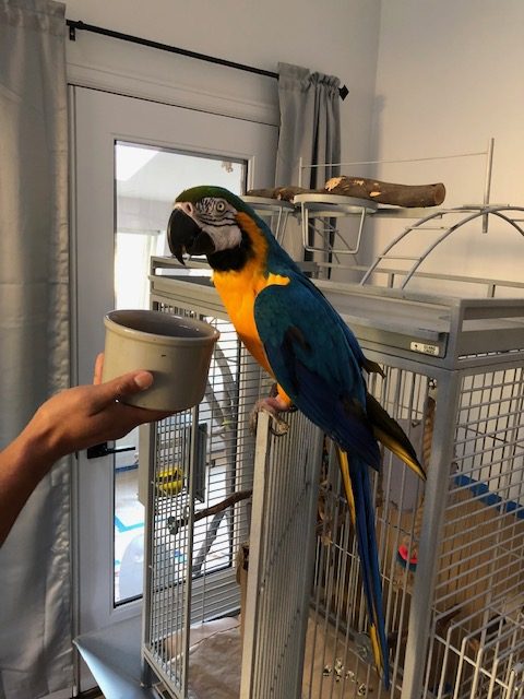 Blue & Gold Macaw