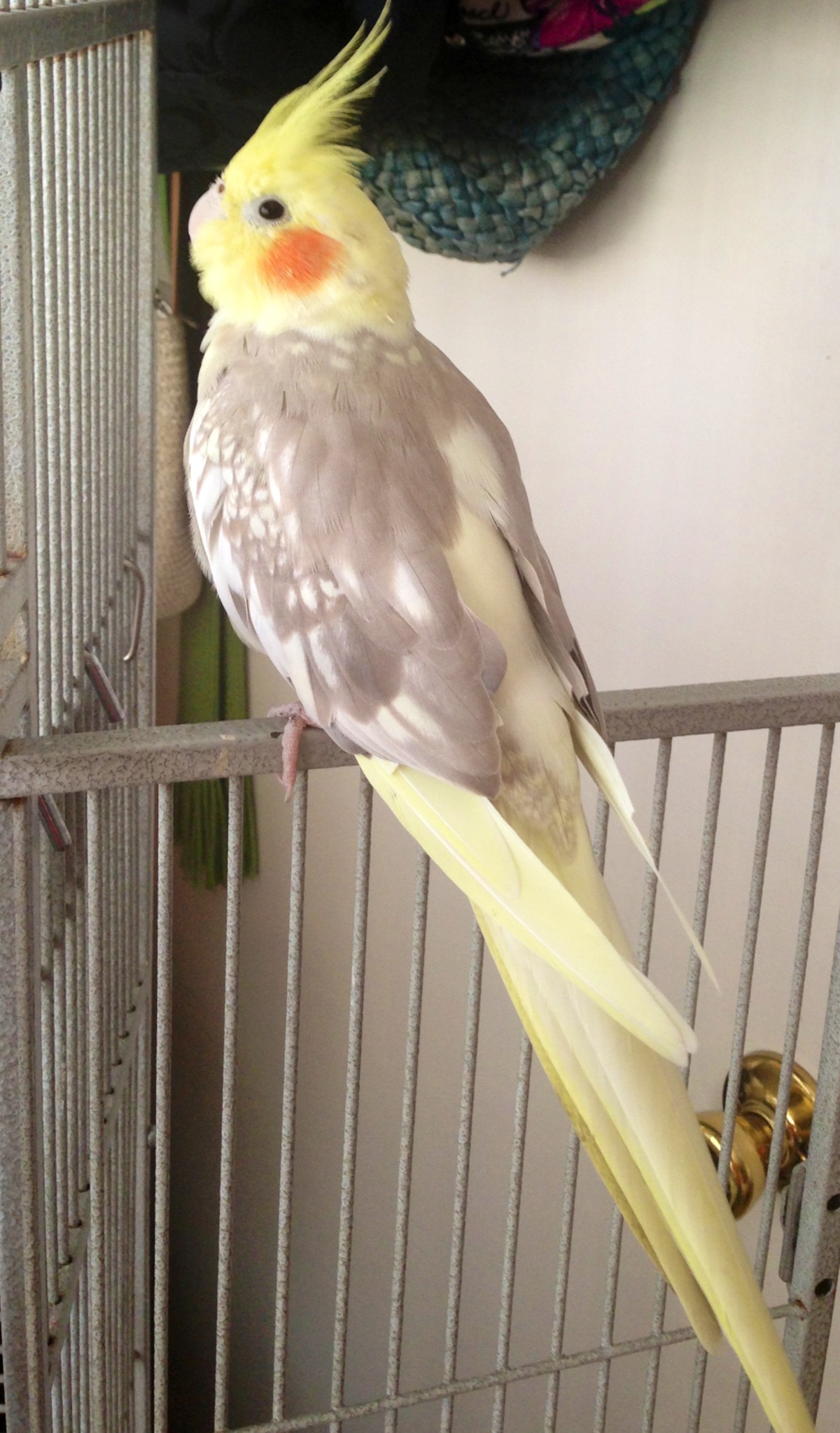 Cockatiel