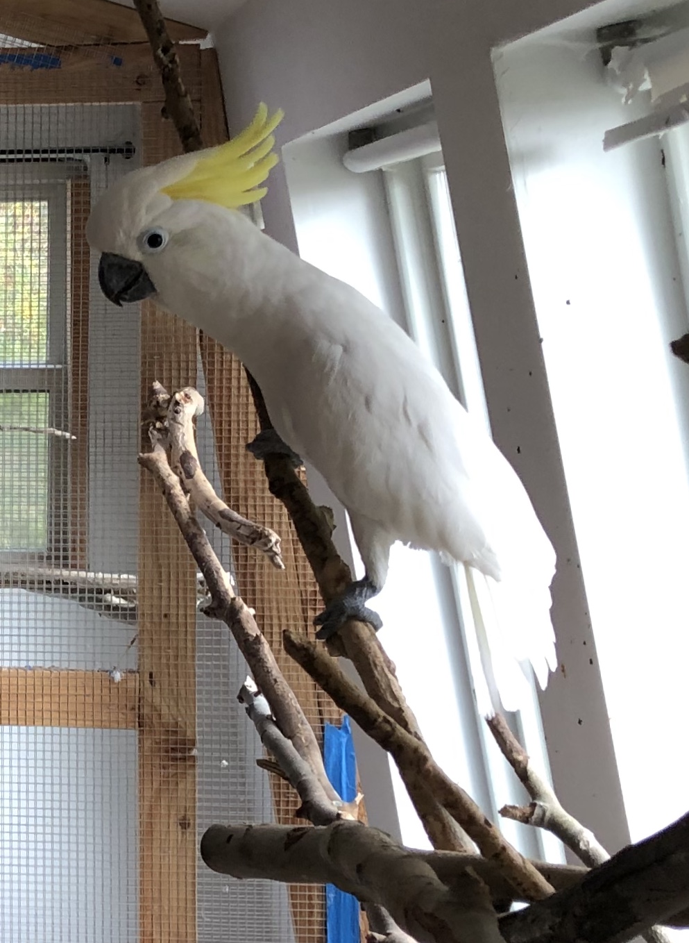 Sulfer Crested Cockatoo