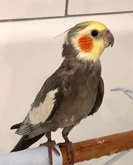 Cockatiel