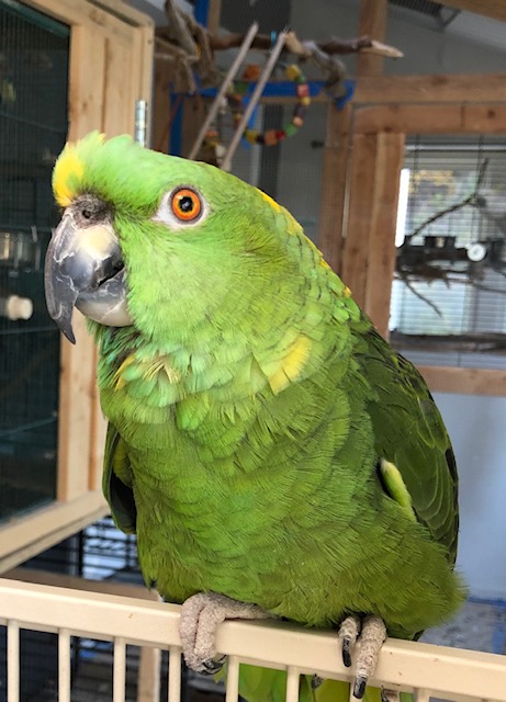 Yellow Naped Amazon