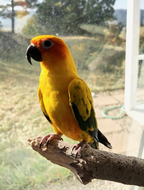 Sun Conure